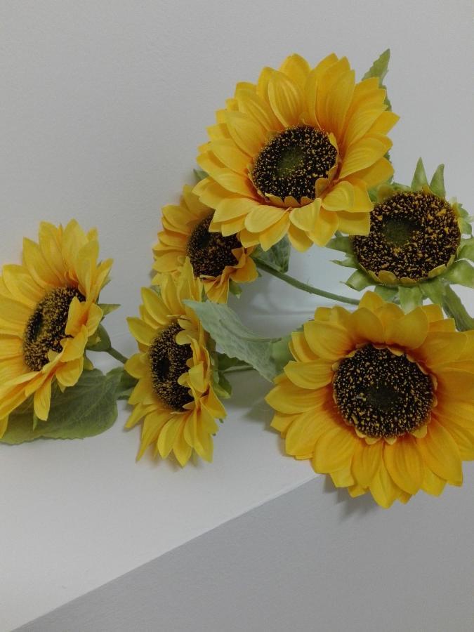 Girasole Grazioli 47 Bed & Breakfast Trento Exterior photo